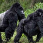 Ultimate 5-Day Bwindi Gorilla Trekking
