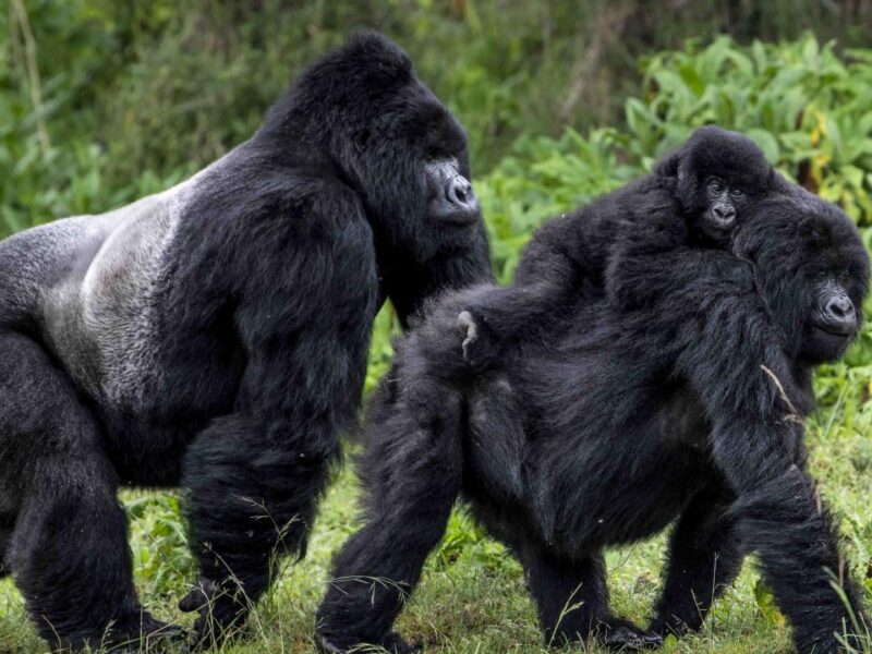 Ultimate 5-Day Bwindi Gorilla Trekking