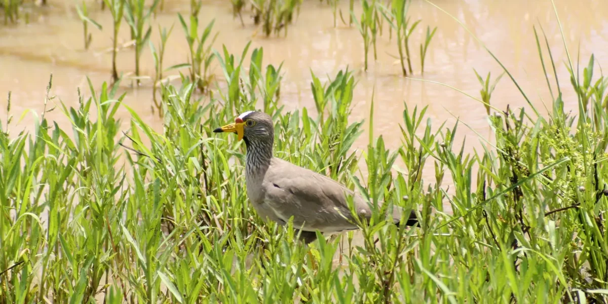 How Many Bird Species Can Be Found in Uganda?