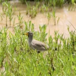 How Many Bird Species Can Be Found in Uganda?