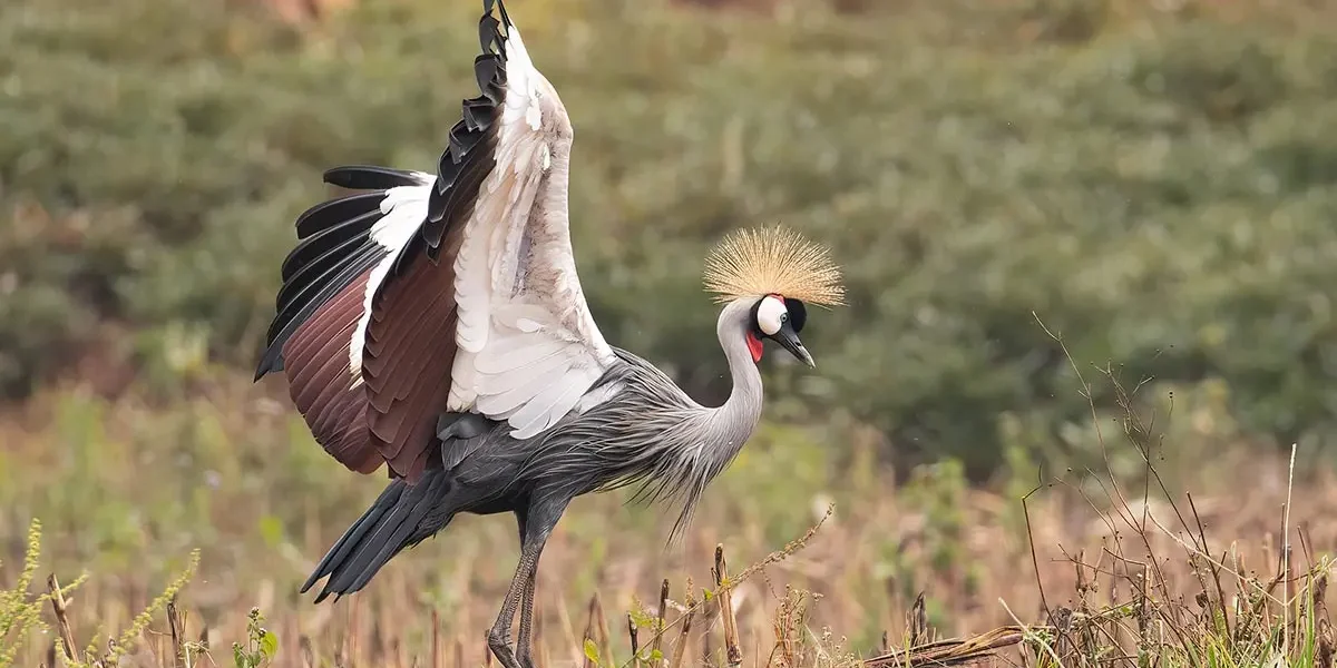 What Makes Uganda a Top Birding Destination?