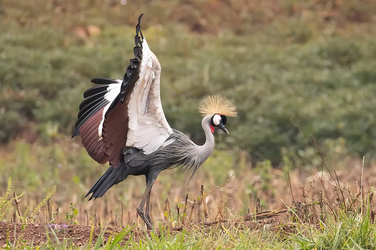 What Makes Uganda a Top Birding Destination?