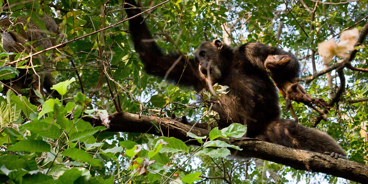 What is Chimpanzee Tracking in Rwanda?