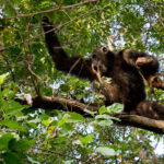 What is Chimpanzee Tracking in Rwanda?