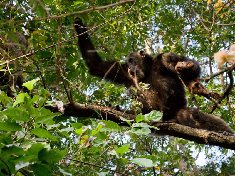 What is Chimpanzee Tracking in Rwanda?