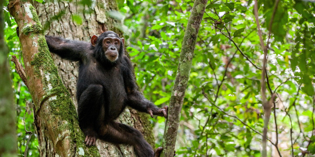 Is Chimpanzee Tracking Suitable for Children?