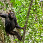 Is Chimpanzee Tracking Suitable for Children?