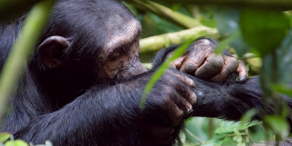 How Much Does Chimpanzee Tracking Cost?