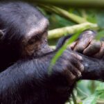 How Much Does Chimpanzee Tracking Cost?