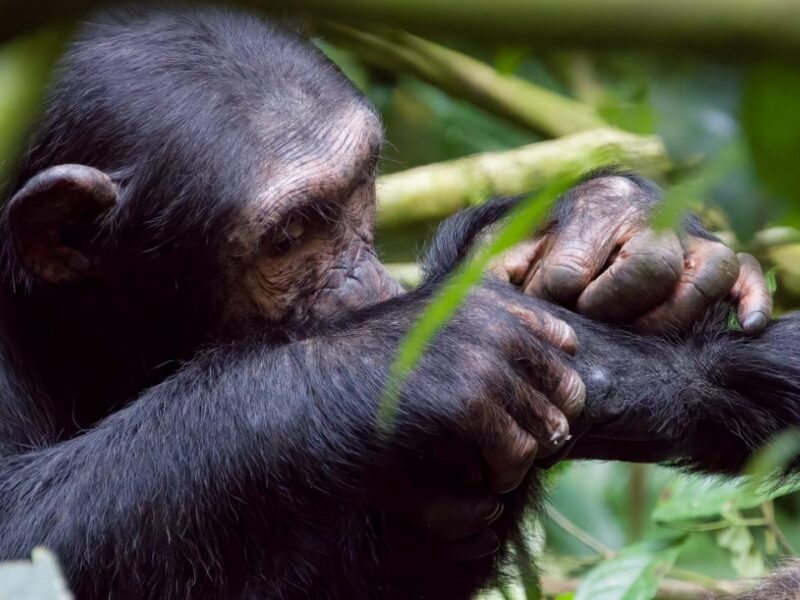 How Much Does Chimpanzee Tracking Cost?