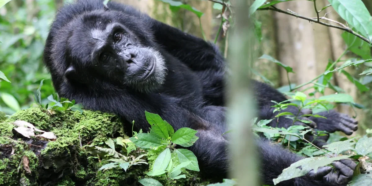 Where Can I Track Chimpanzees in Uganda?
