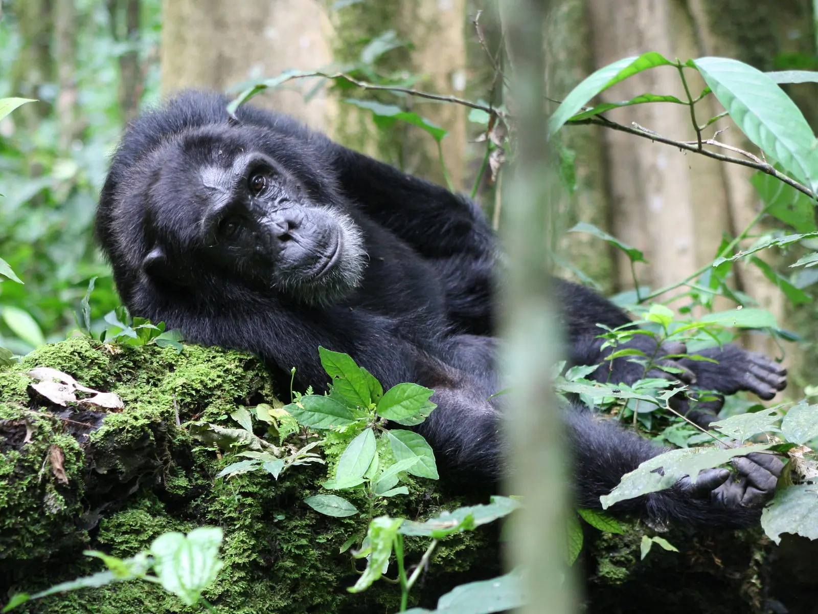 Where Can I Track Chimpanzees in Uganda?
