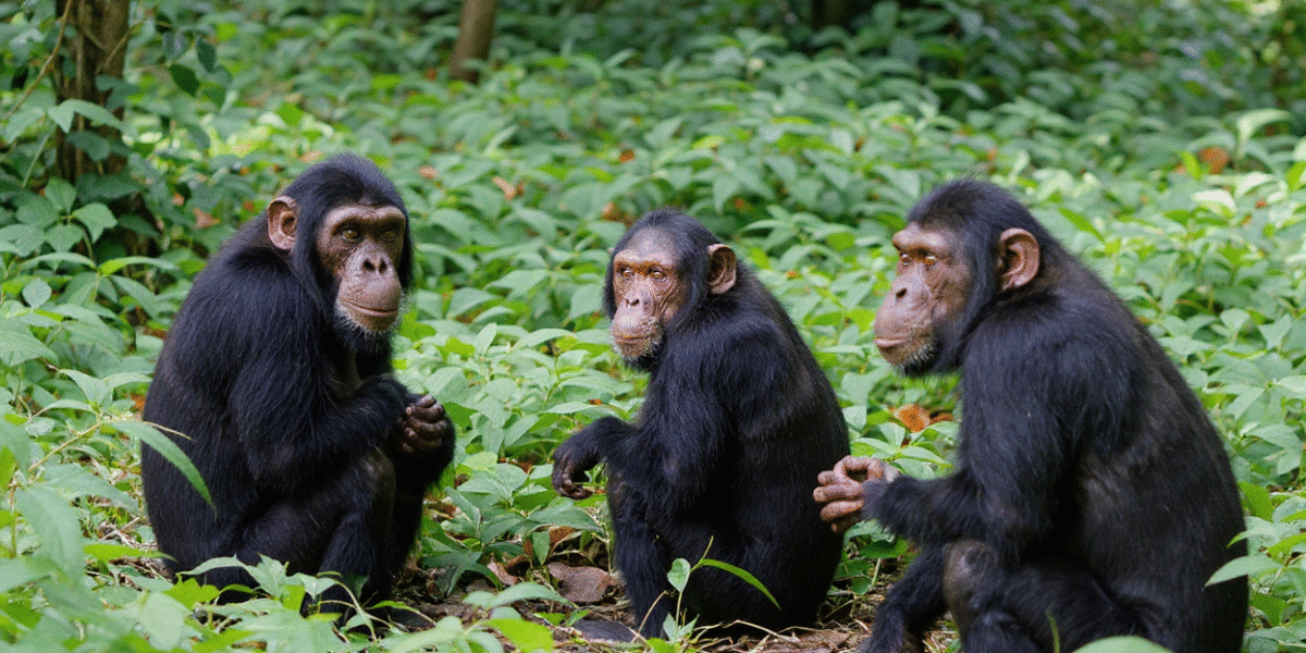 What is the Best Time of Year for Chimpanzee Tracking?