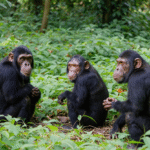What is the Best Time of Year for Chimpanzee Tracking?