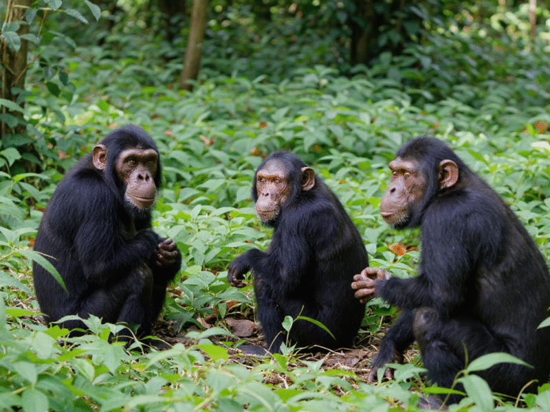 What is the Best Time of Year for Chimpanzee Tracking?