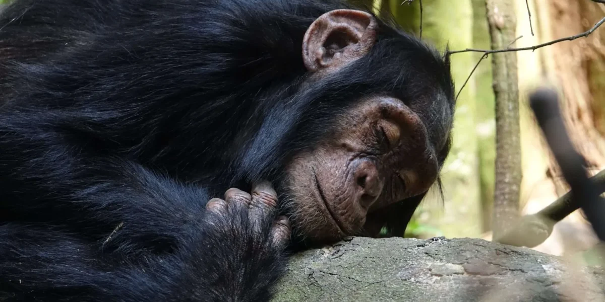 How Does Chimpanzee Tracking Differ from Gorilla Trekking