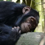 How Does Chimpanzee Tracking Differ from Gorilla Trekking