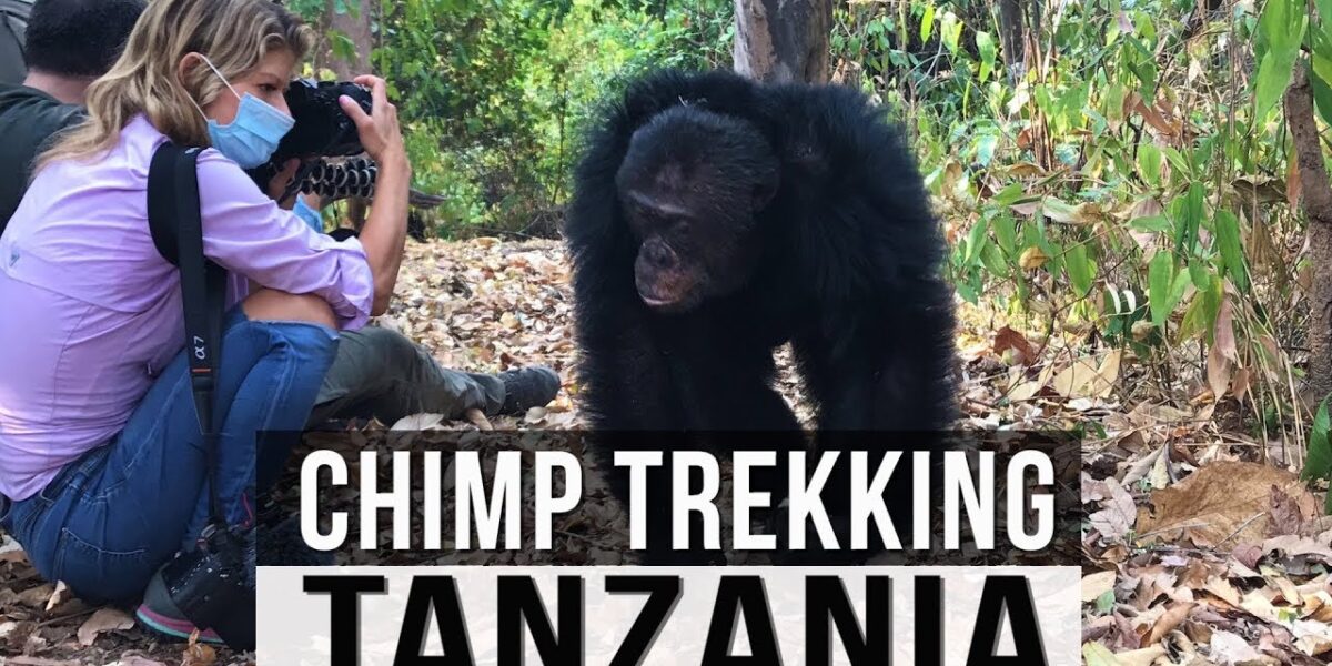Where Can I Track Chimpanzees in Tanzania?