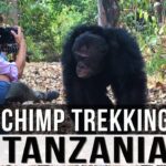 Where Can I Track Chimpanzees in Tanzania?