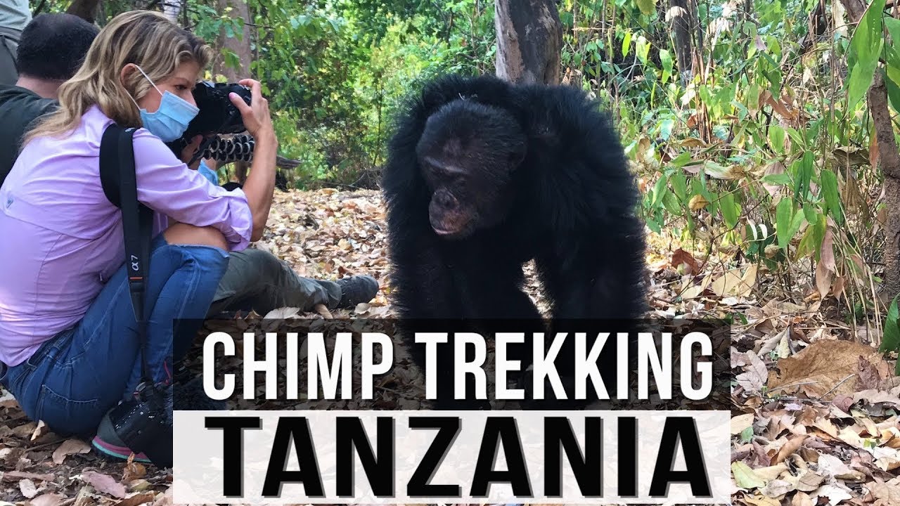 Where Can I Track Chimpanzees in Tanzania?