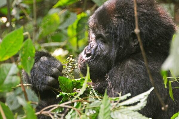 11-Day Namibia Uganda Safari Holiday