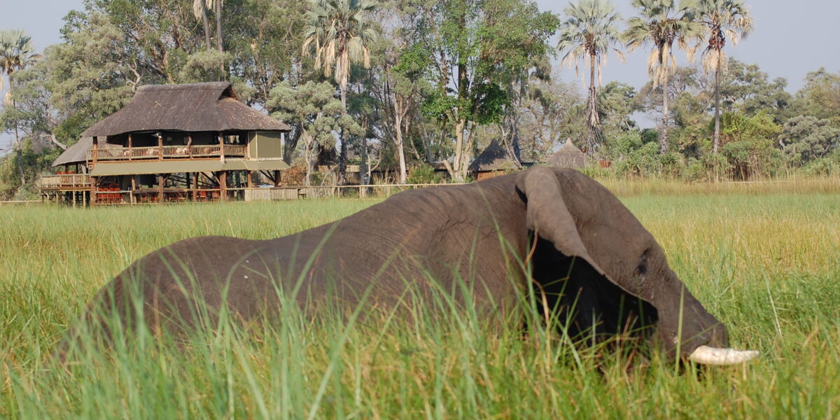 15-Day Conservation & Wilderness Rwanda Botswana Safari