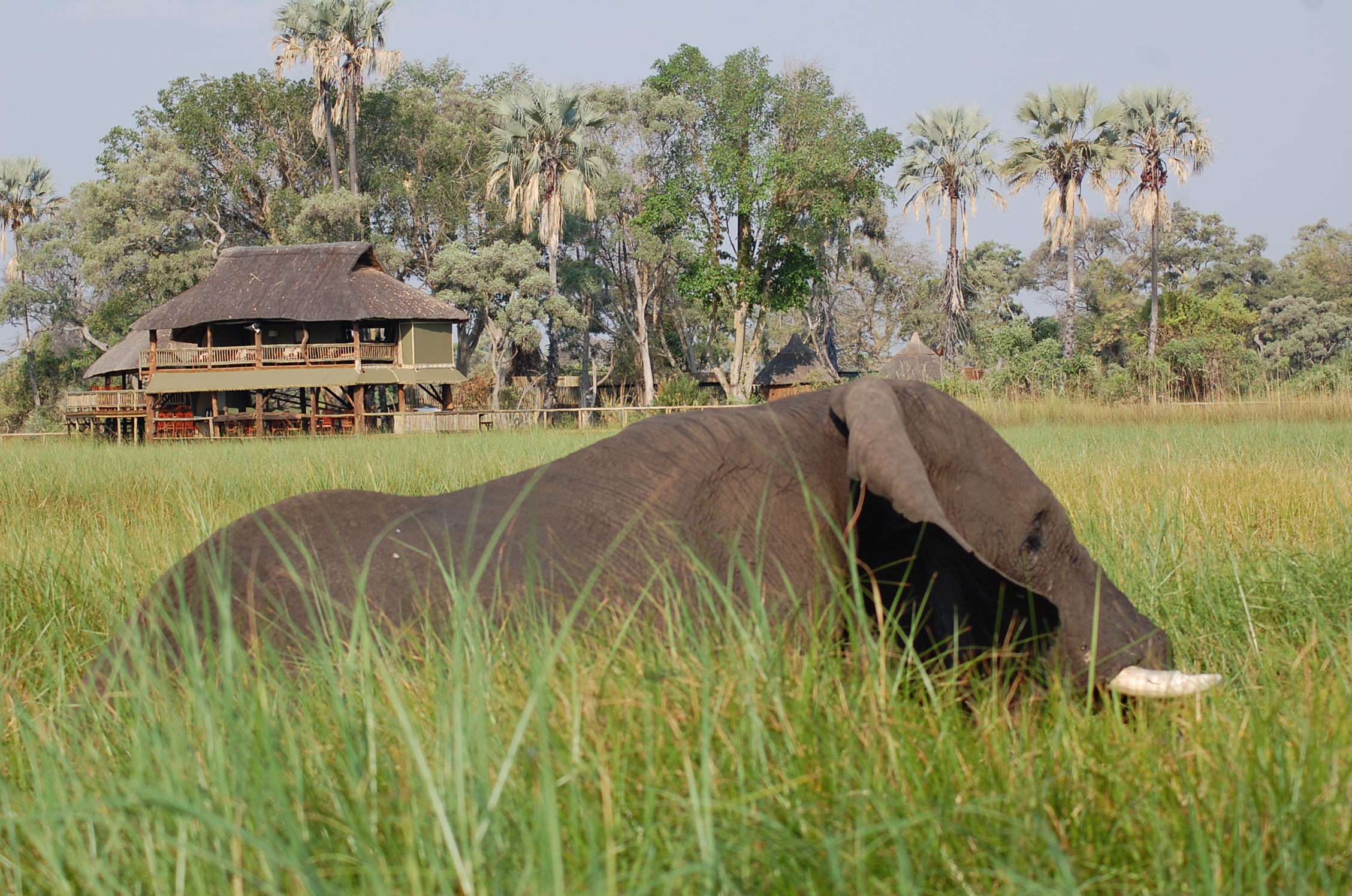 15-Day Conservation & Wilderness Rwanda Botswana Safari