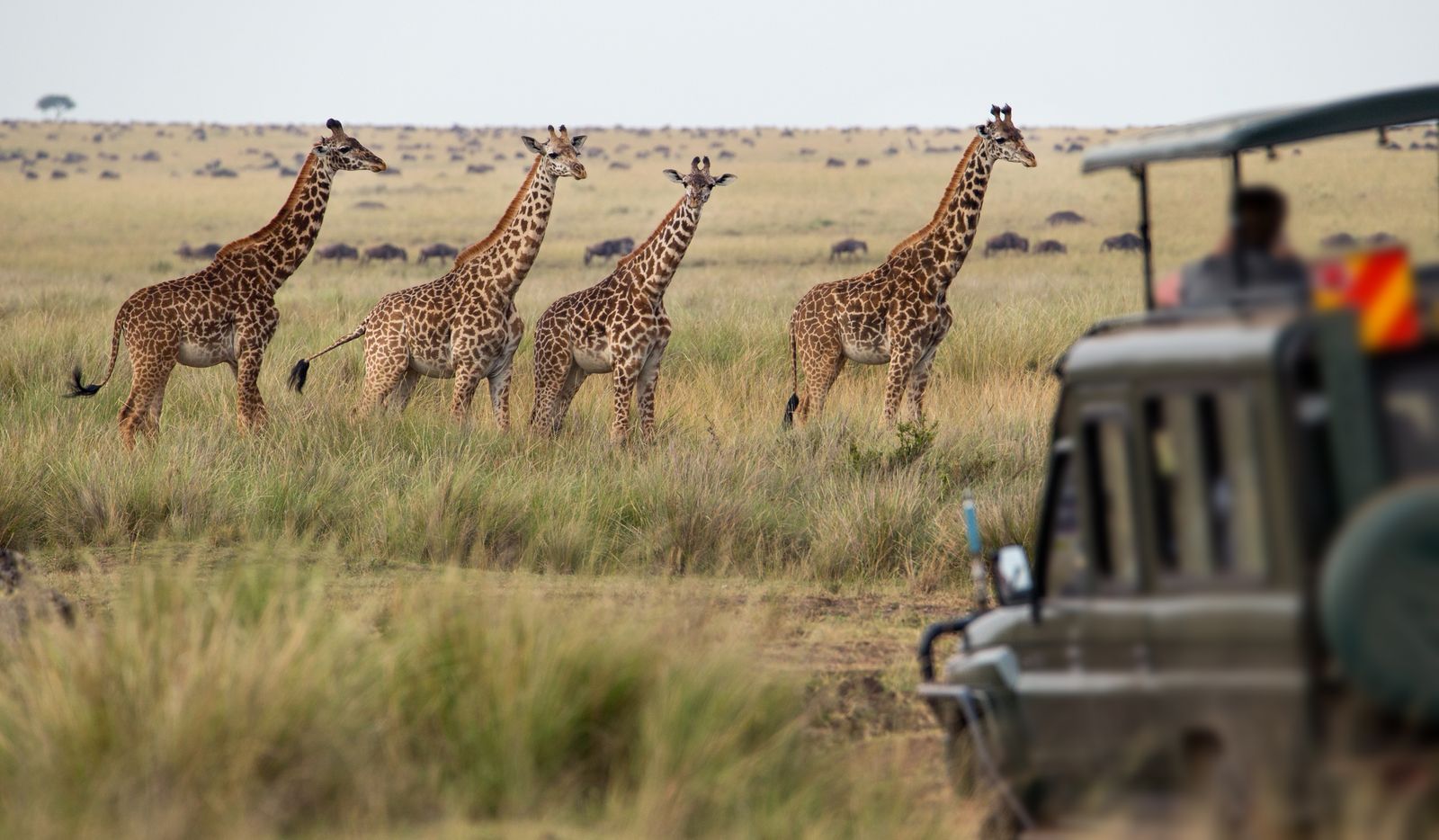 15-Day Grand East African Safari Adventure