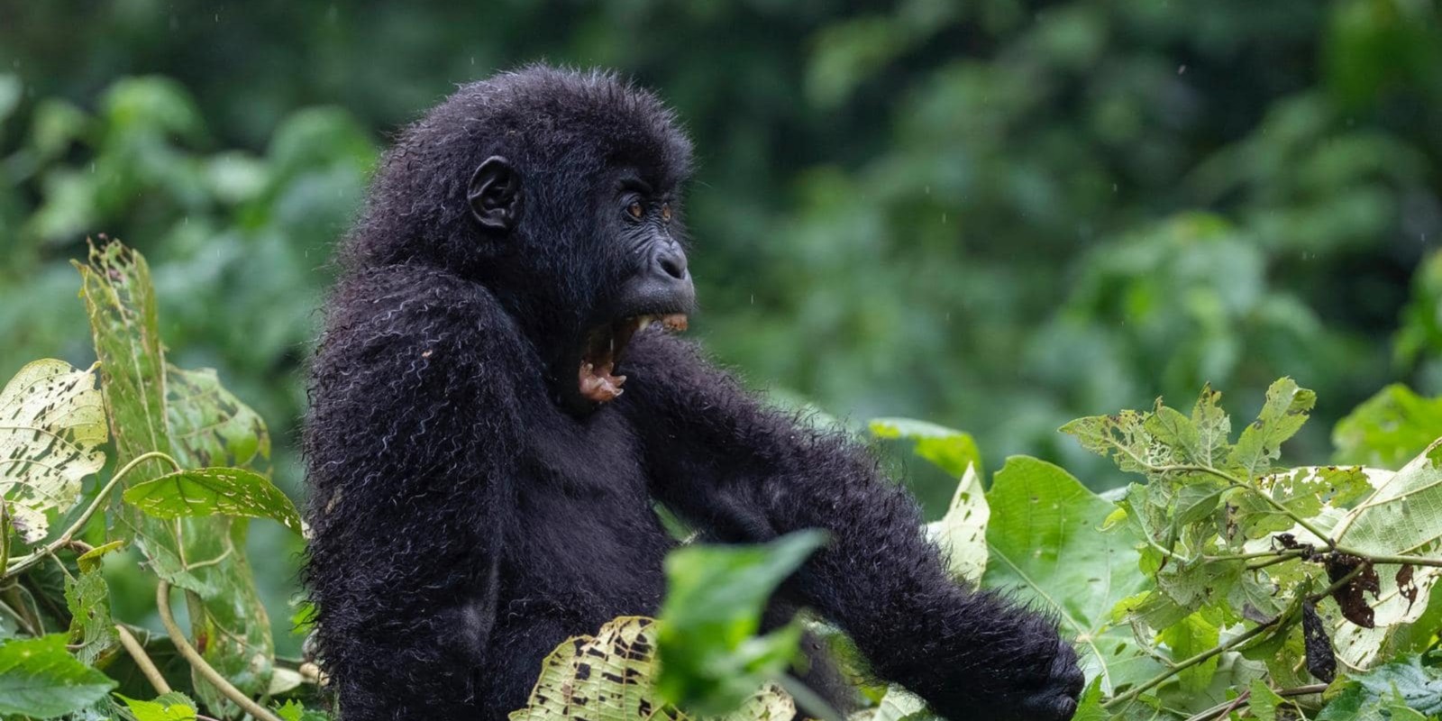 Premium Experience Rwanda 15-Day Premium Rwanda & Namibia Safari Holiday Adventure