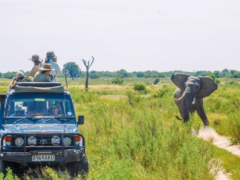 15 Days Botswana Uganda Safari 15 Days Botswana Uganda Safari