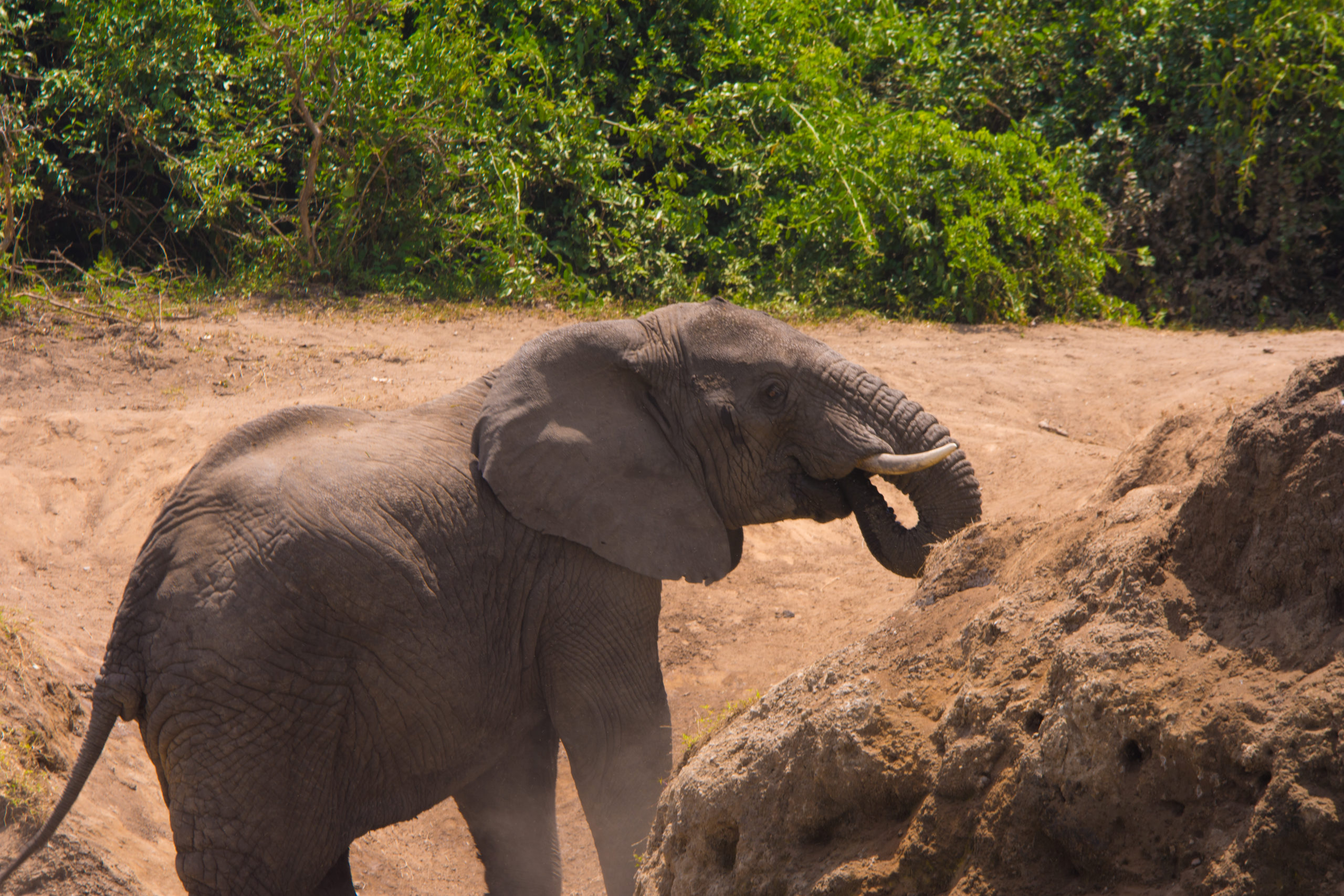 15 Days Uganda Rwanda Kenya Safari