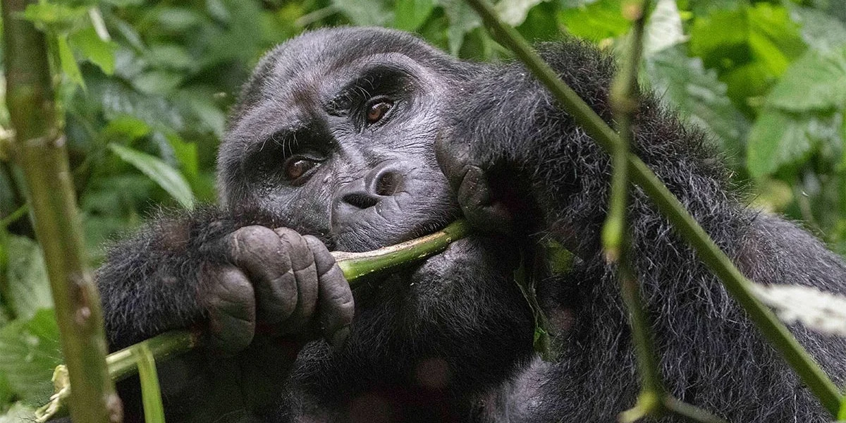 15 Days Uganda, Rwanda, Tanzania, and Zanzibar Safari