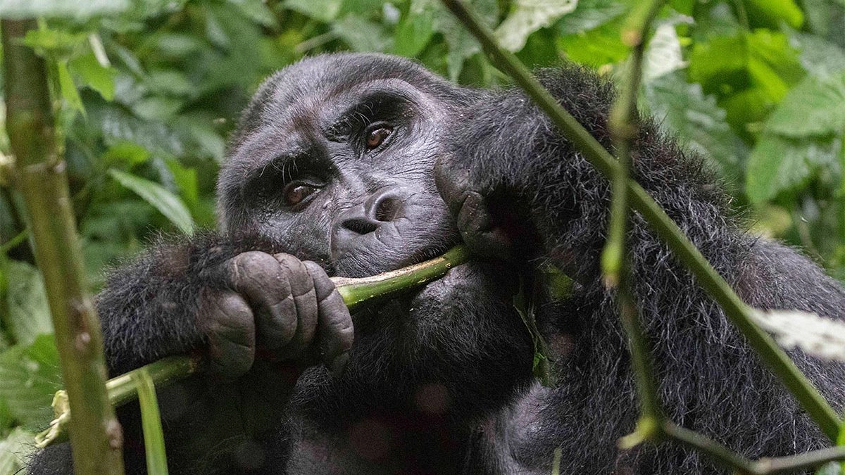 15 Days Uganda, Rwanda, Tanzania, and Zanzibar Safari