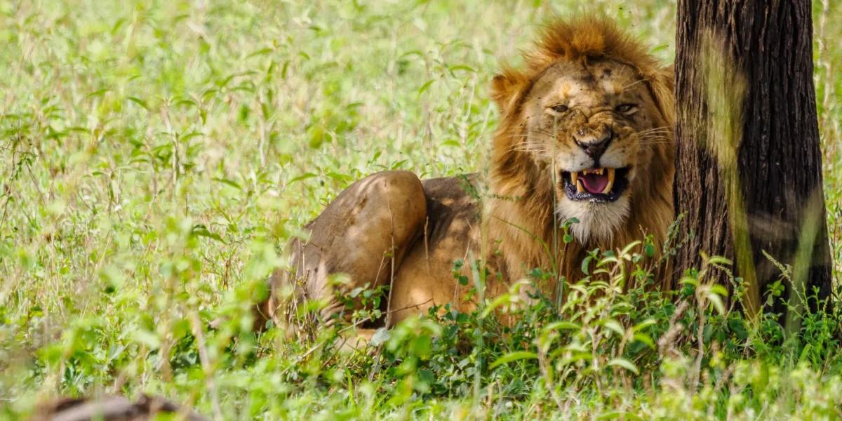 16-Day East Africa Safari Experience