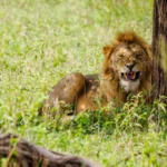 16-Day East Africa Safari Experience