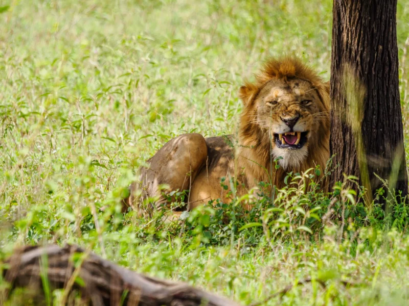 16-Day East Africa Safari Experience