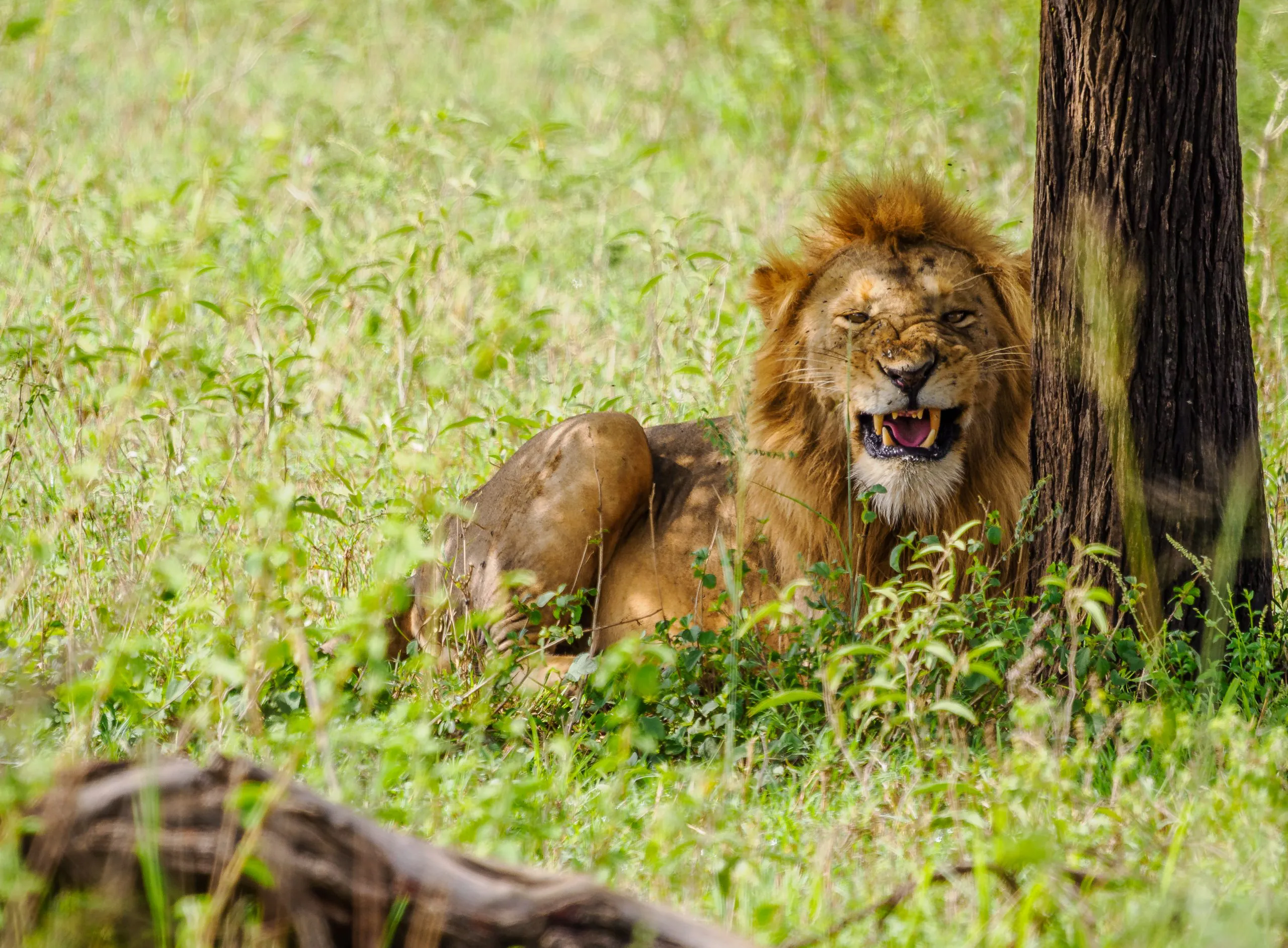 16-Day East Africa Safari Experience