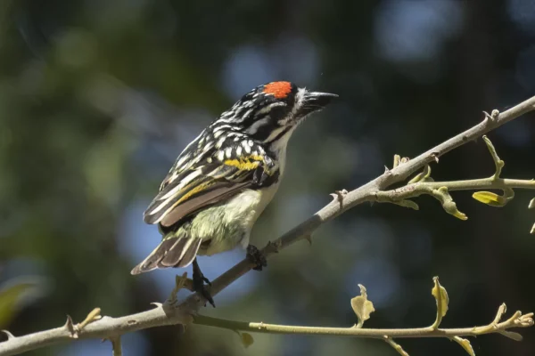 16-Day Uganda–Rwanda Birding Excursion Safari Itinerary for Birders