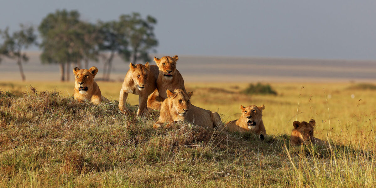 16 Days Kenya Tanzania and Rwanda Luxury Safari Holiday