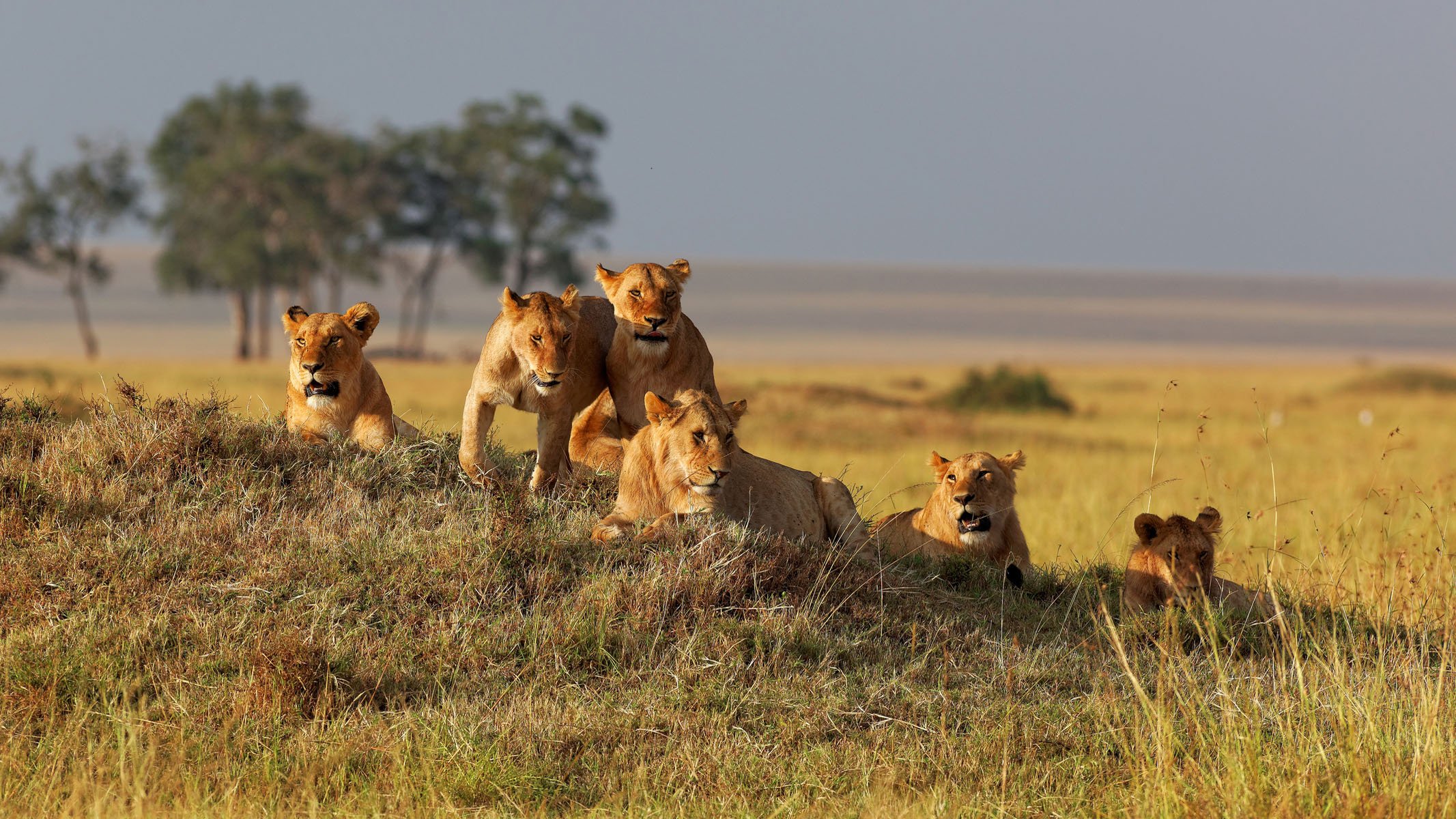 16 Days Kenya Tanzania and Rwanda Luxury Safari Holiday