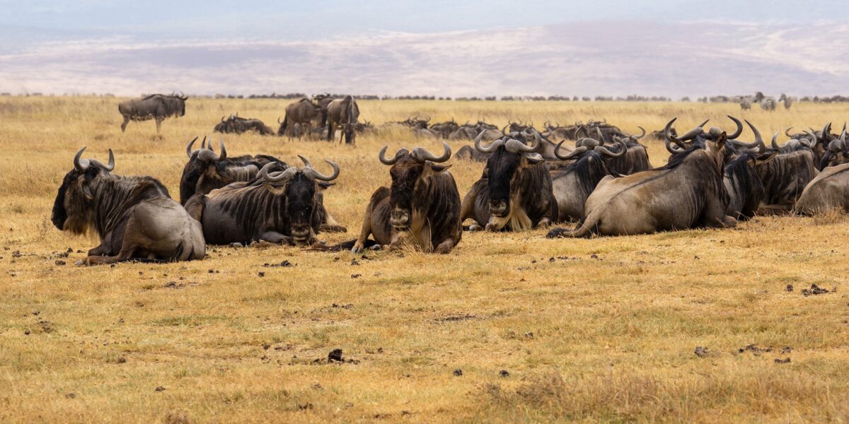 16 Days Uganda Kenya Tanzania Wildlife Holiday Safari Adventure