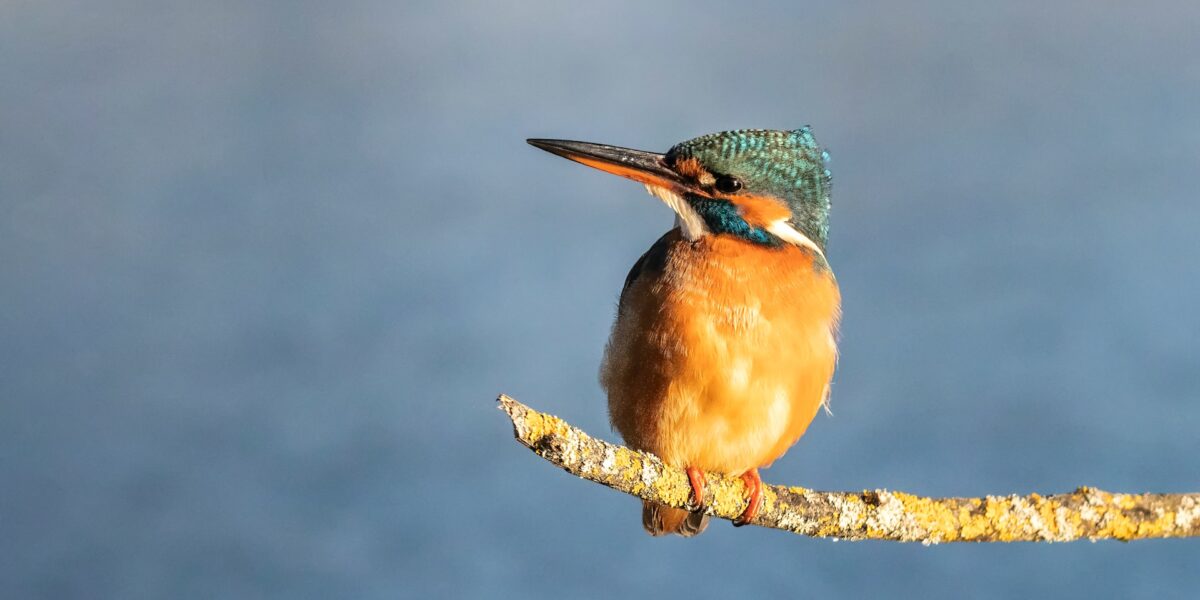 17-Day Uganda Birding and Wildlife Safari