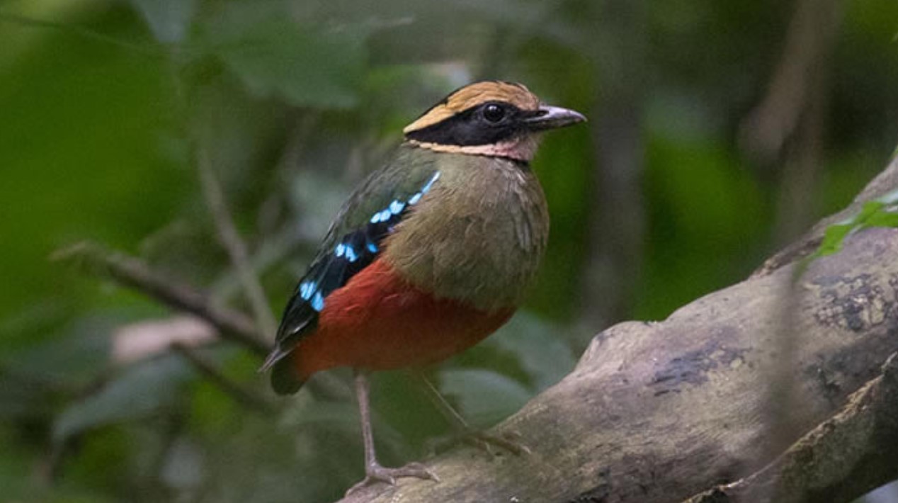 18-Day Uganda & Rwanda Birding Excursion Safari