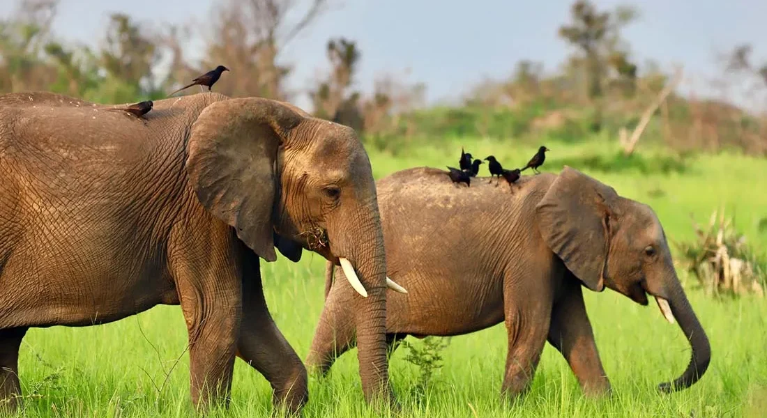 18 Days Tanzania and Uganda Safari Experience