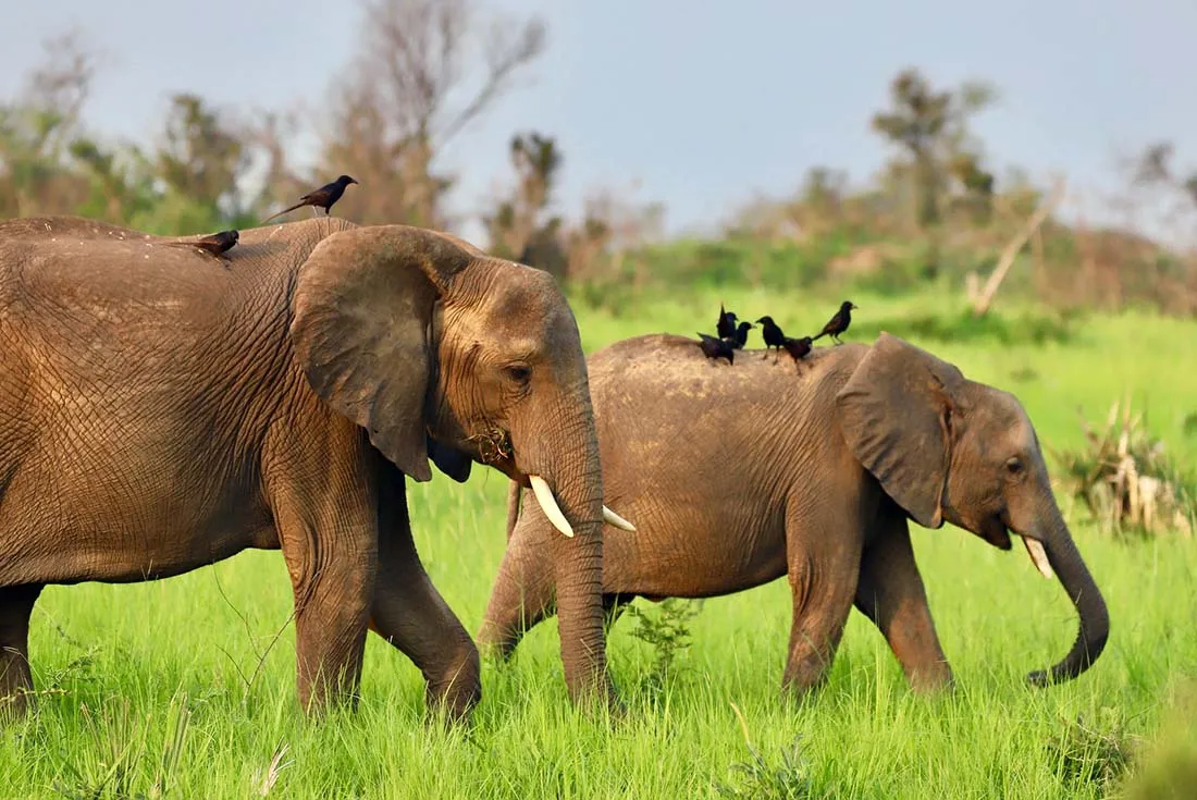 18 Days Tanzania and Uganda Safari Experience