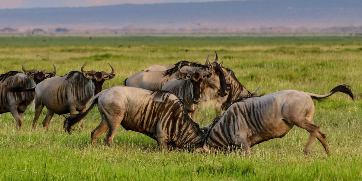19 Days Kenya Tanzania and Uganda Safari Holiday