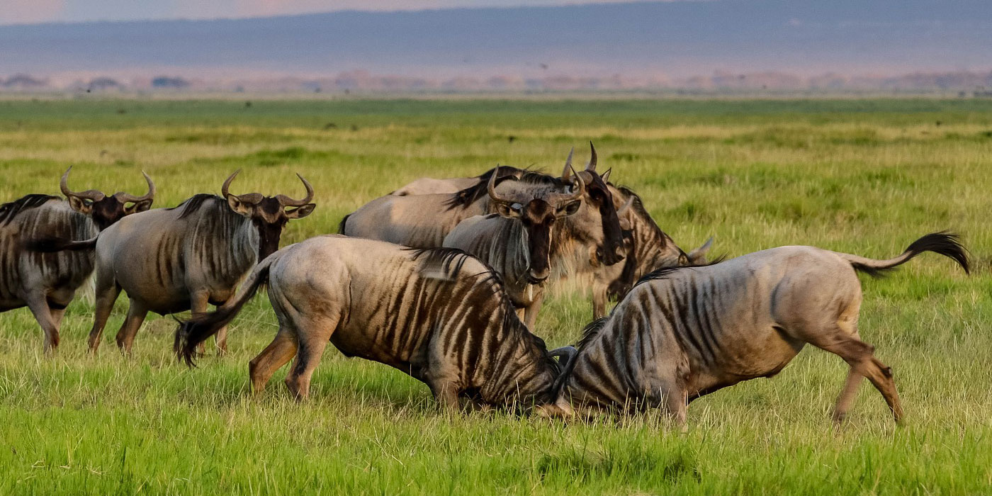 19 Days Kenya Tanzania and Uganda Safari Holiday
