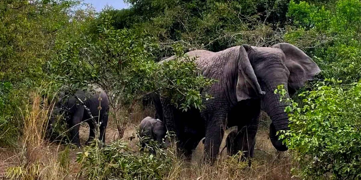 19 Days Tanzania Uganda Safari Experience