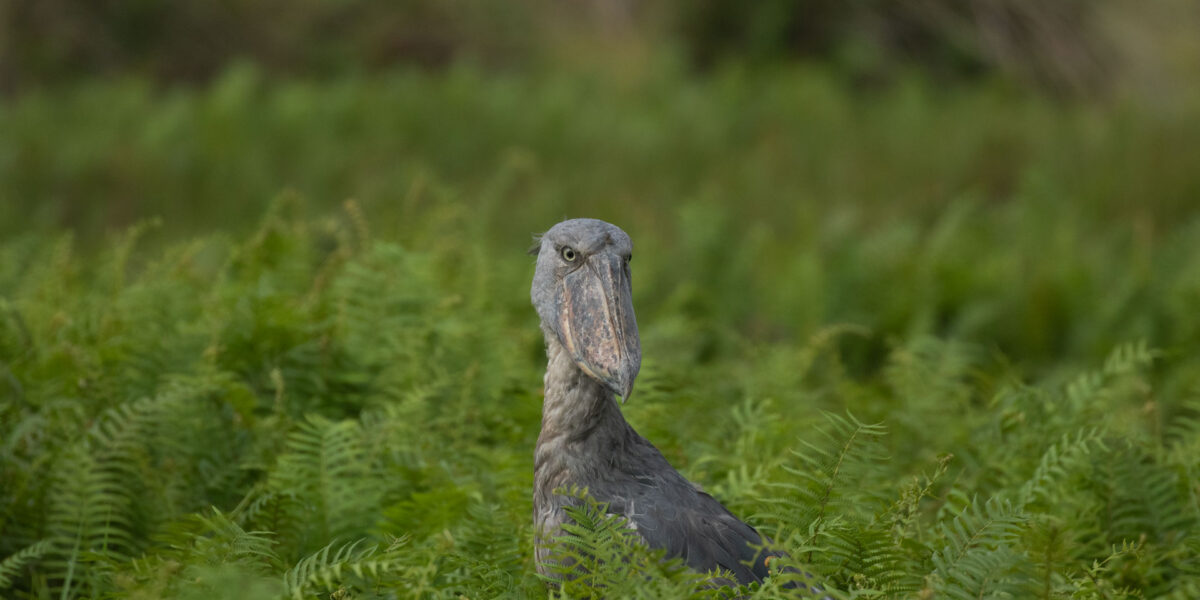 20-Day Uganda Birding Excursion Safari