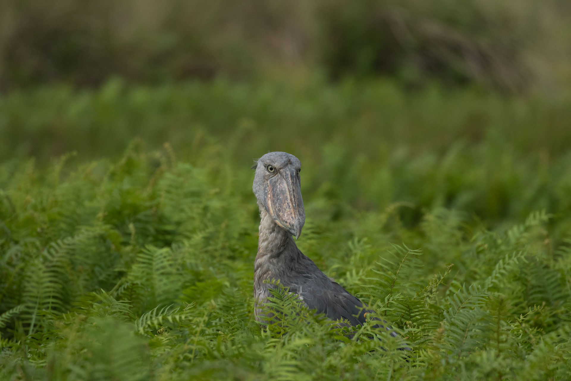 20-Day Uganda Birding Excursion Safari